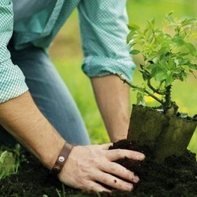 Ağaç ve Bitki Dikimi Uygulamaları